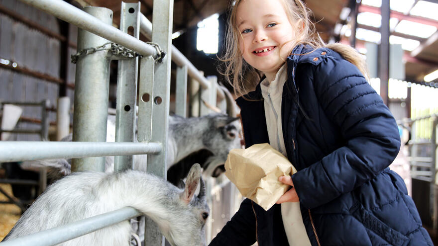 A young girl in a blue puffy jacket, feeds a goat at a family farm.